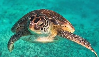 a turtle turtle turtle turtle turtle turtle turtle turtle turtle turtle turtle turtle turtle turtle turtle