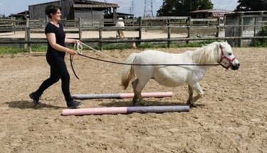 séance d'équithérapie individuelle adulte