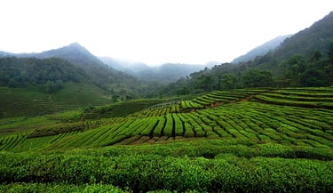 camellia sinensis