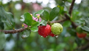 acerola