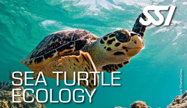 a turtle turtle turtle turtle turtle turtle turtle turtle turtle turtle turtle turtle turtle turtle turtle