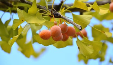 yellow ginkgo biloba leaves and fruits