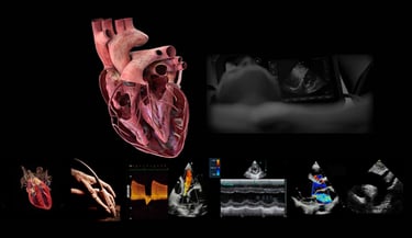 Clinician performing echocardiography under guidance.
