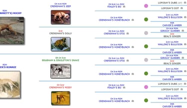 Pit Stop Kennel & Yankee Boy's Ch Mechanic ROM Pedigree