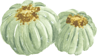round low cactus