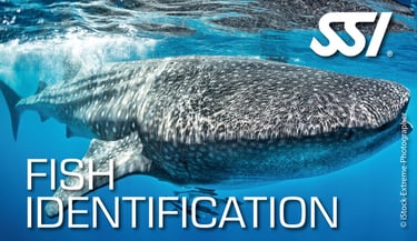 a whale shark fish fish fish fish and fish in the water