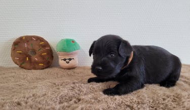Femelle Schnauzer nain noir