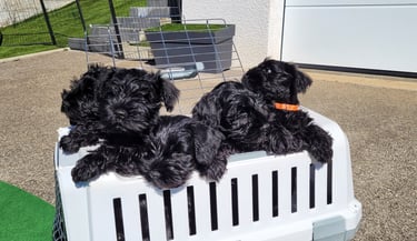 5 chiots Schnauzers nains
