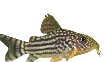 Corydoras