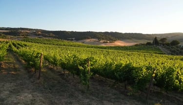 viñedo bodega luisyana ronda