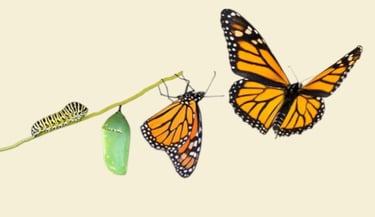 Cycle de métamorphose : de la chenille au papillon, symbole fondateur d’UP2MEL