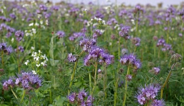 A vibrant field of purple phacelia honey flowers blooming in a lush green meadow.
