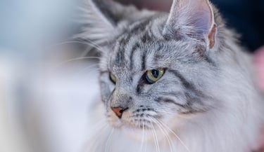 Black Silver Classic Tabby