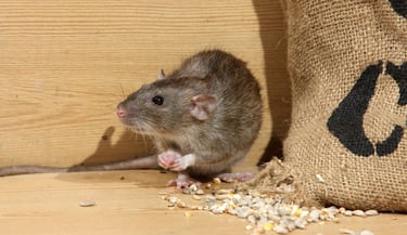 Rat_25/03/25
