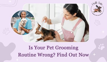 Is Your Pet Grooming Routine Wrong Find Out Now