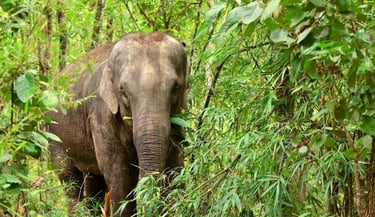 thailand khao lak elephant experience 