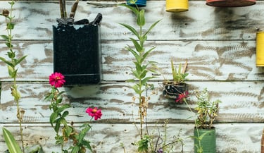 Cans being repurposed as planters