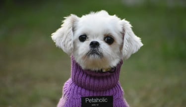 Dog Boarding, Dog Boarding near me, Pet Boarding, Pet Boarding near me, Dog Care, Happy Pettings