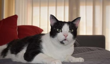 gato atendido por veterinaria a domicilio