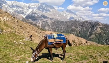 Pony at Triund top with mountain views.