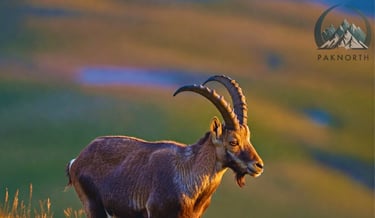 Himalayan goat at deosai