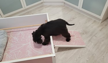 Maman Schnauzer nain découvre son nid