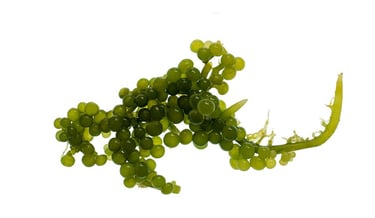 Caulerpa racemosa