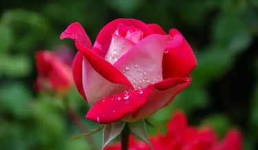 Rose benefits for collagen, hydration, and anti-aging