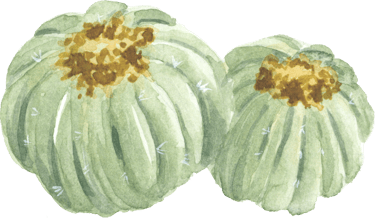 round low cactus