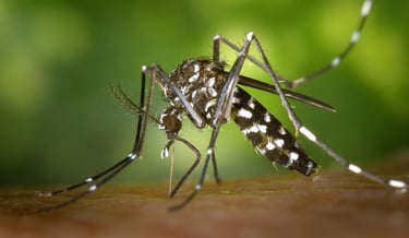 MOSQUITO DA DENGUE AEDES