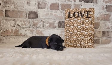 Bébé Schnauzer nain