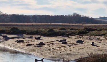  Basking Seals , Brancaster beach