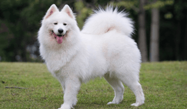 a white samoyed dog. larger with shorter coat and outoor strength