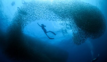 sardines-run-moalboal-cebu