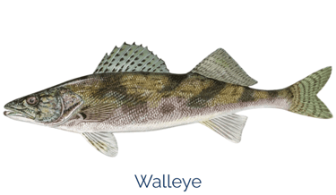picture of a walleye fish that can be found in lake wallenpaupack