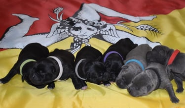 cuccioli neri blu staffordshire bull terrier con pedigree Enci allevamento Sicilia Italia