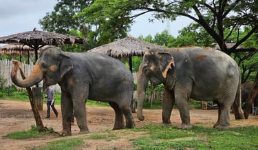 Phuket Ethical Elephant Sanctuary Teenagers