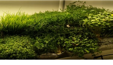 a picture of Early Greens microgreens nursery produce
