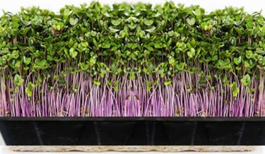Fresh organic Red cabbage microgreens with purple stems and green leaves growing in a black tray.