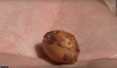 Le noyau d'une noix d'Argan
