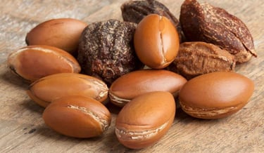 Noix d'Argan cultivées à Agadir et utilisées pour préparer l'huile d'Argan
