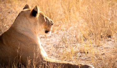 une lionne au repos dans la savane du Botswana en safari