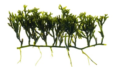 Caulerpa cupressoides
