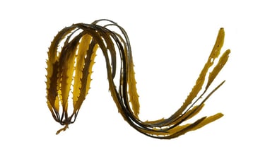 Lessonia corrugata