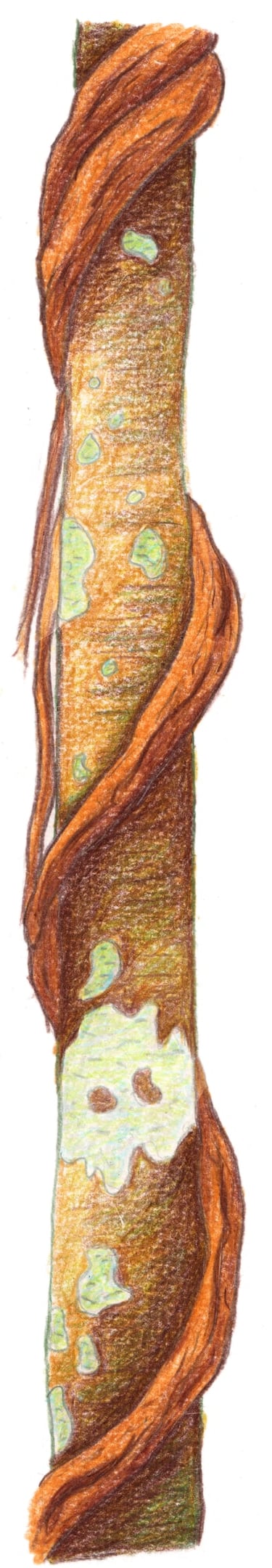 dessin arbre crayon de couleur