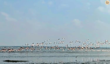 Pink flamingos in flight over Sambhar Lake.