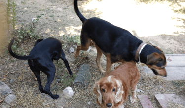 Guardería de día para perros