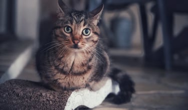 Un chat qui regarde vers nous surpris