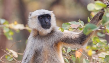 langur dans le pa National de Bardiya