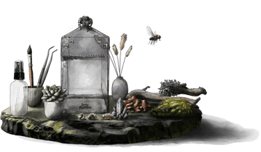 phidippus regius - adopter une phidippus regius - kit phidippus regius